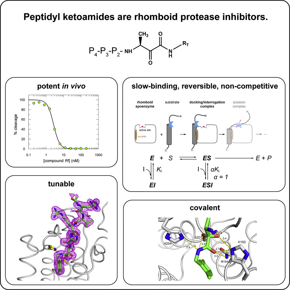 General and Modular Strategy for Designing Potent, Selective, and Pharmacologically Compliant Inhibitors of Rhomboid Proteases