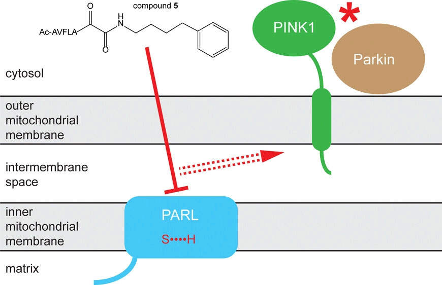 Chemical Blockage of the Mitochondrial Rhomboid Protease PARL by Novel Ketoamide Inhibitors Reveals Its Role in PINK1/Parkin-Dependent Mitophagy